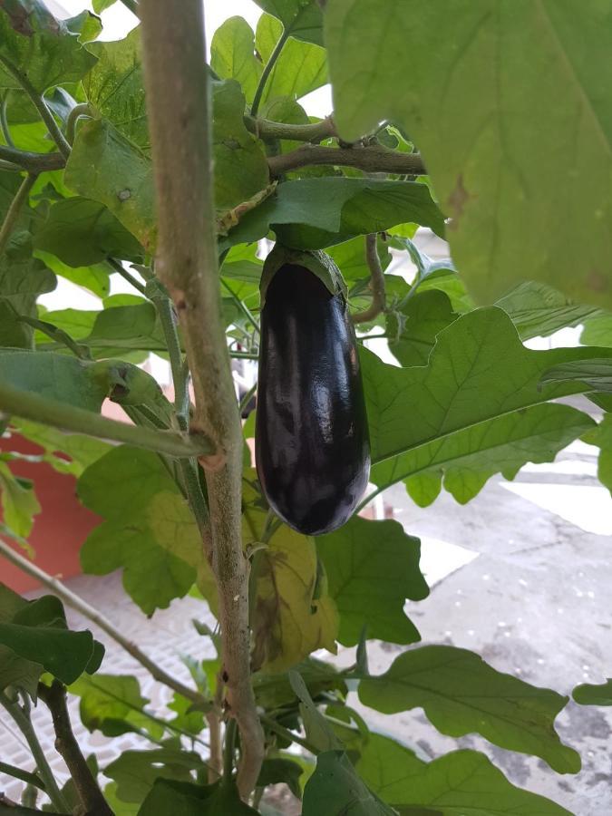 La Maison Aux Orchidees 프티-부르 외부 사진